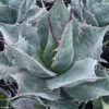 Agave Parrasana – Agave Chou