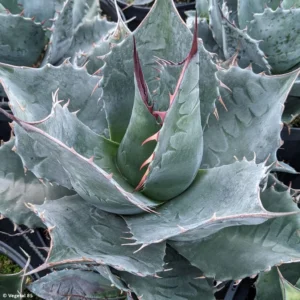 Agave Parrasana – Agave Chou