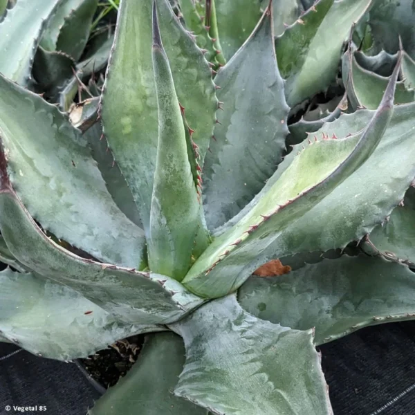 Agave Salmiana – Agave De Salm