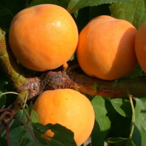 Abricotier Muscat De Nancy
