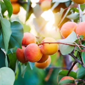 Abricotier – Prunus Armeniaca Tardif De Bordaneil