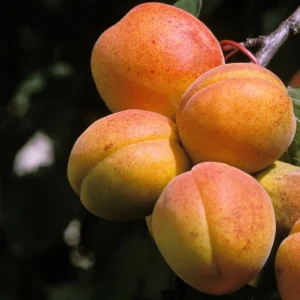 Abricotier – Prunus Armeniaca Peche De Nancy