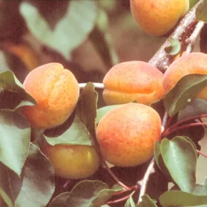 Abricotier Rouge Du Roussillon
