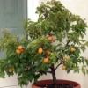 Abricotier Nain Garden Aprigold
