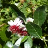 Acca Sellowiana Coolidge – Goyavier Du Brésil Autofertile
