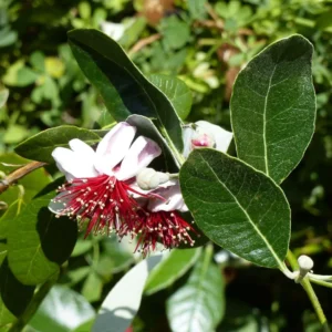 Acca Sellowiana Coolidge – Goyavier Du Brésil Autofertile