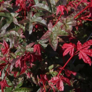 Érable Du Japon – Acer Palmatum Deshojo