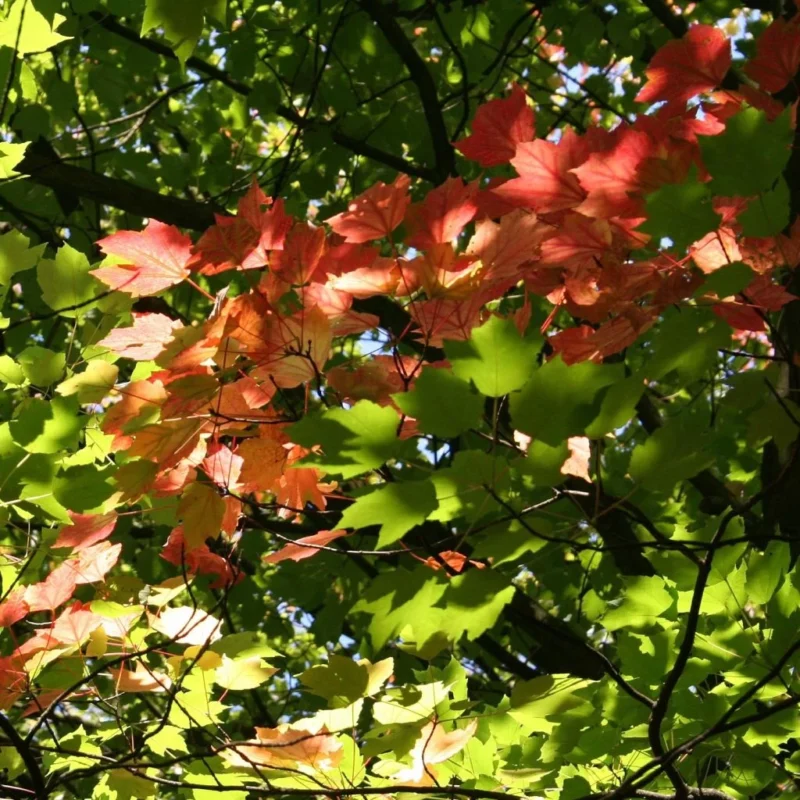 Érable Rouge Acer Rubrum feuillage automne