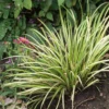 Acorus Gramineus Variegata – Jonc Japonais Panaché