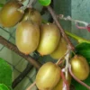 Kiwi Hayward (femelle) – Actinidia Deliciosa