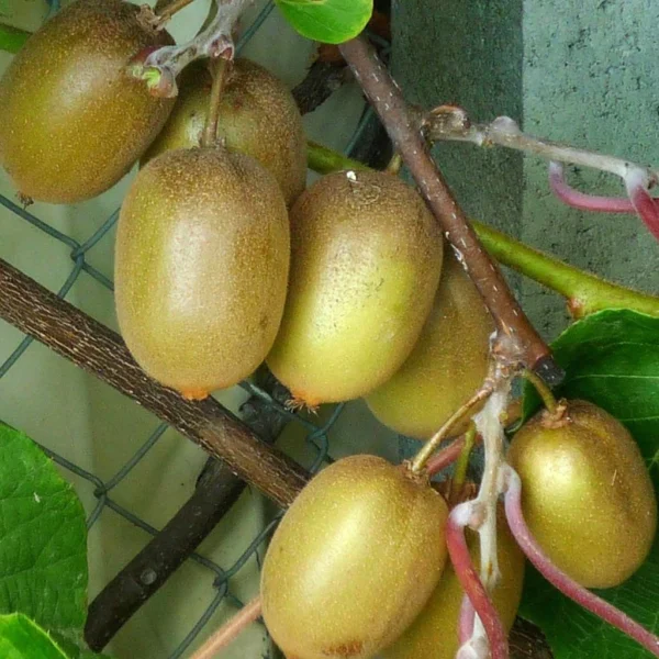 Kiwi Hayward (femelle) – Actinidia Deliciosa