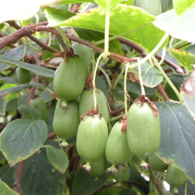 Kiwaï Issai autofertile sur treille