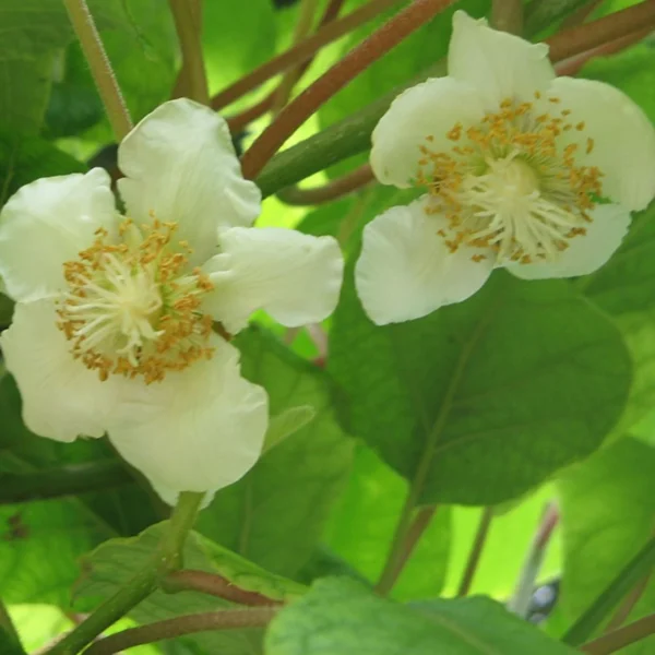 Kiwi Tomuri (mâle) – Actinidia Deliciosa