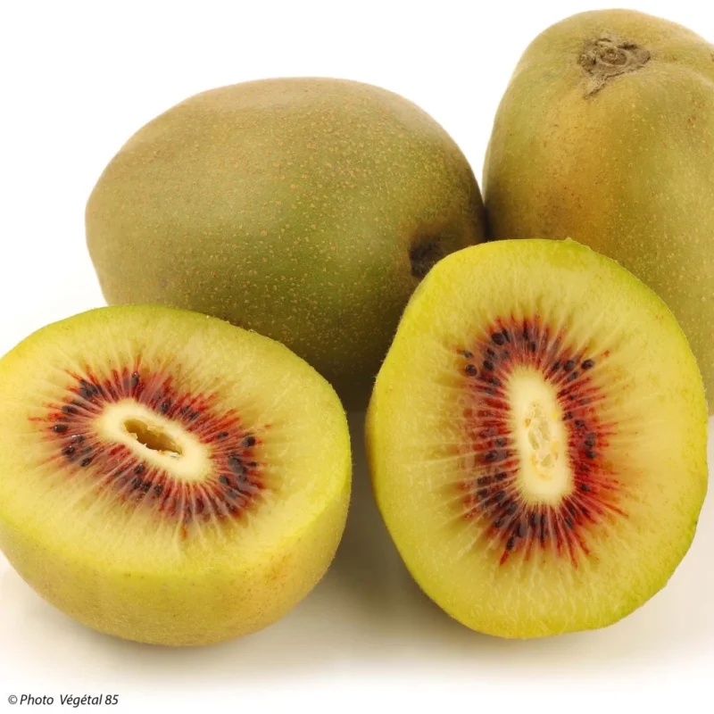 Fruits de Kiwi Wonder Actinidia Deliciosa