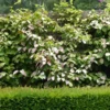 Actinidia Kolomikta Adam – Kiwi D’ornement Mâle