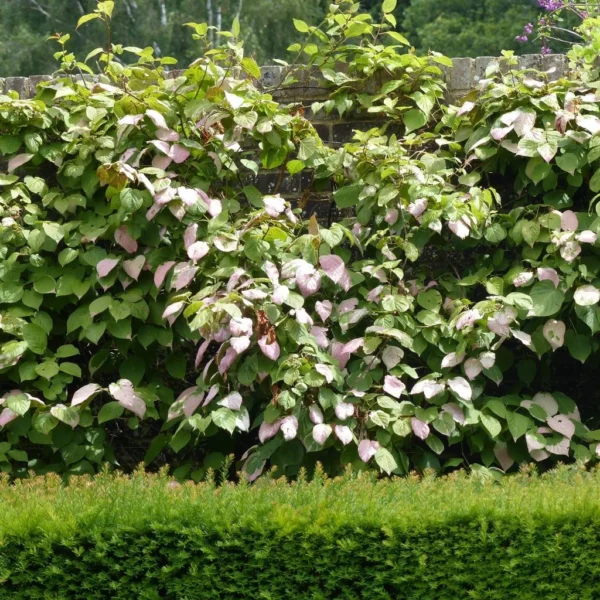 Actinidia Kolomikta Adam – Kiwi D’ornement Mâle