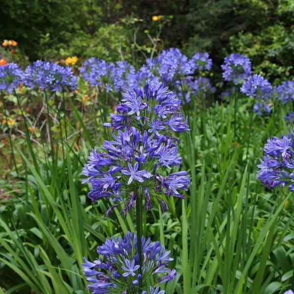 Agapanthe Bluestorm