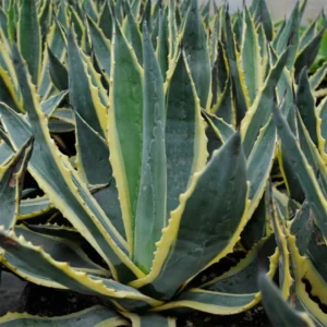 Agave Americana Variegata – Agave D’Amérique