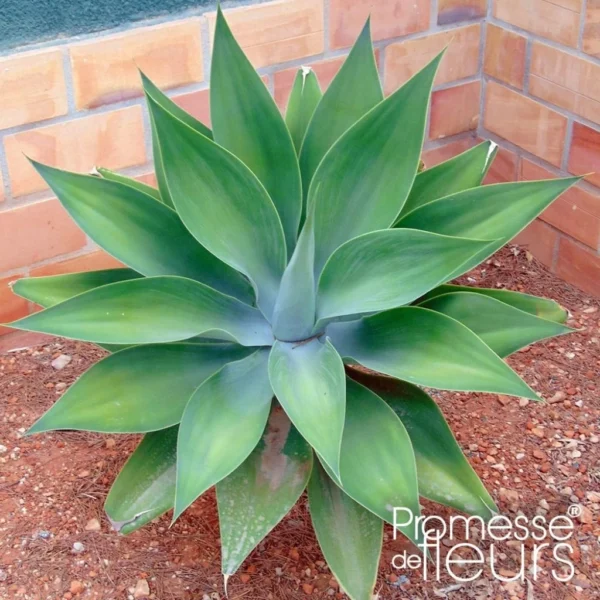 Agave Attenuata – Agave à Cou De Cygne