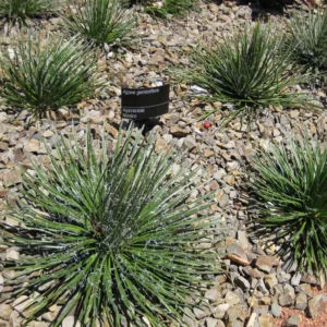 Agave Geminiflora – Agave à Fleurs Jumelles