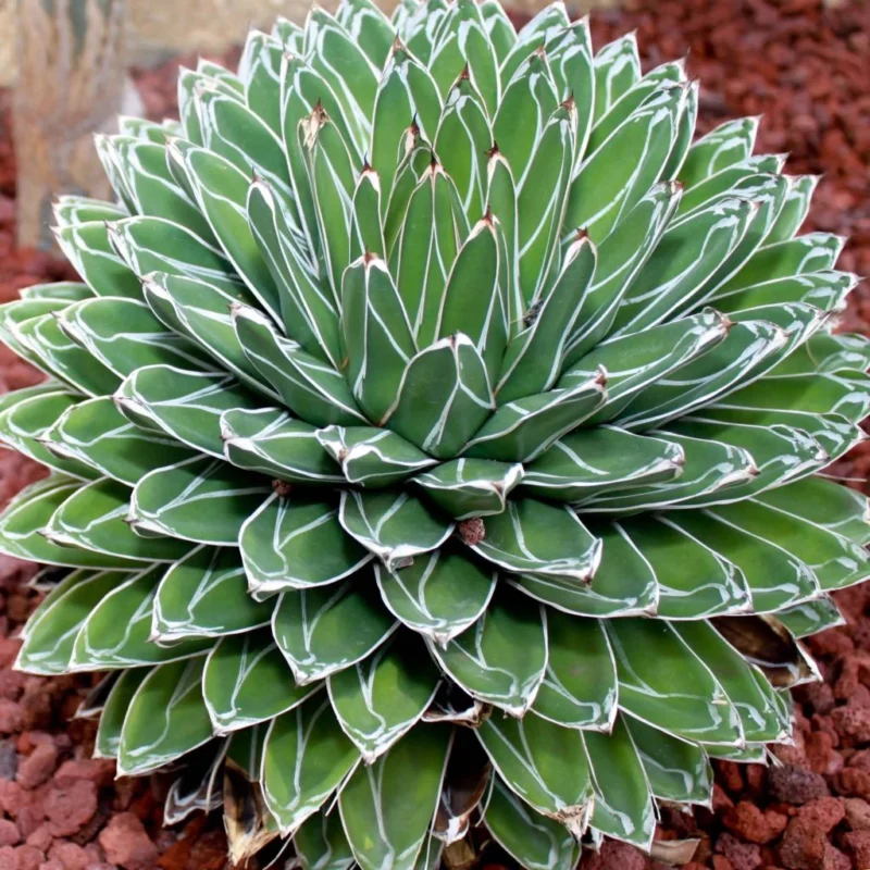 Agave Victoriae Reginae en situation