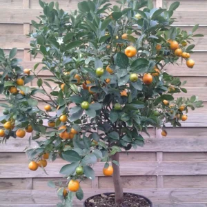 Calamondin – Citrus Madurensis (mitis)