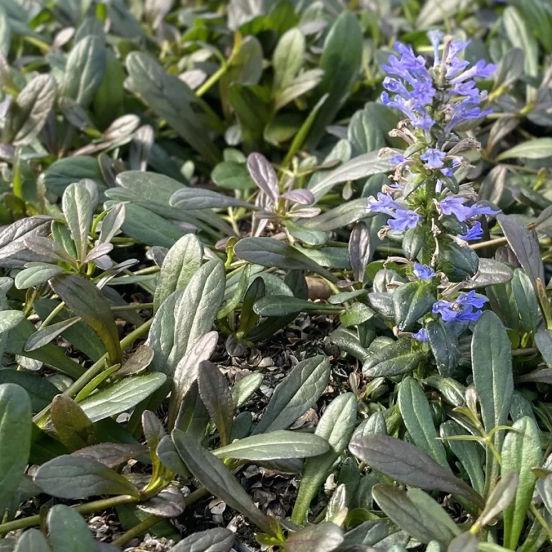 Ajuga Noble Nightingale, bugle rampante au feuillage dense
