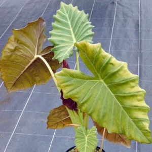 Alocasia Mayan Mask – Oreille D’éléphant