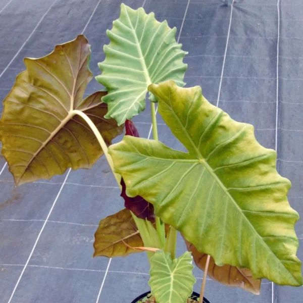 Alocasia Mayan Mask – Oreille D’éléphant
