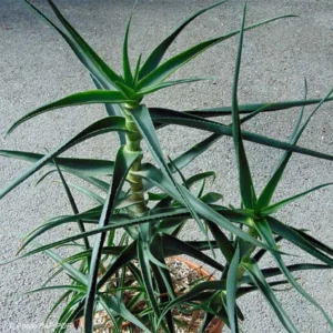 Aloe Striatula – Aloès Arbustif