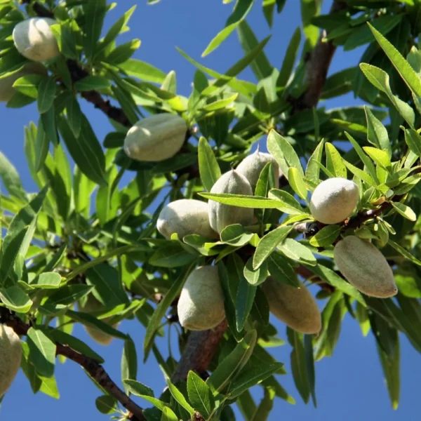 Amandier Aï Bio – Prunus Dulcis