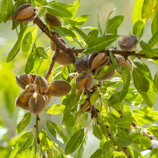 Amandier Commun – Prunus Dulcis