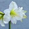 Amaryllis Belladonna Ludwig Dazzler – Lis Belladonne