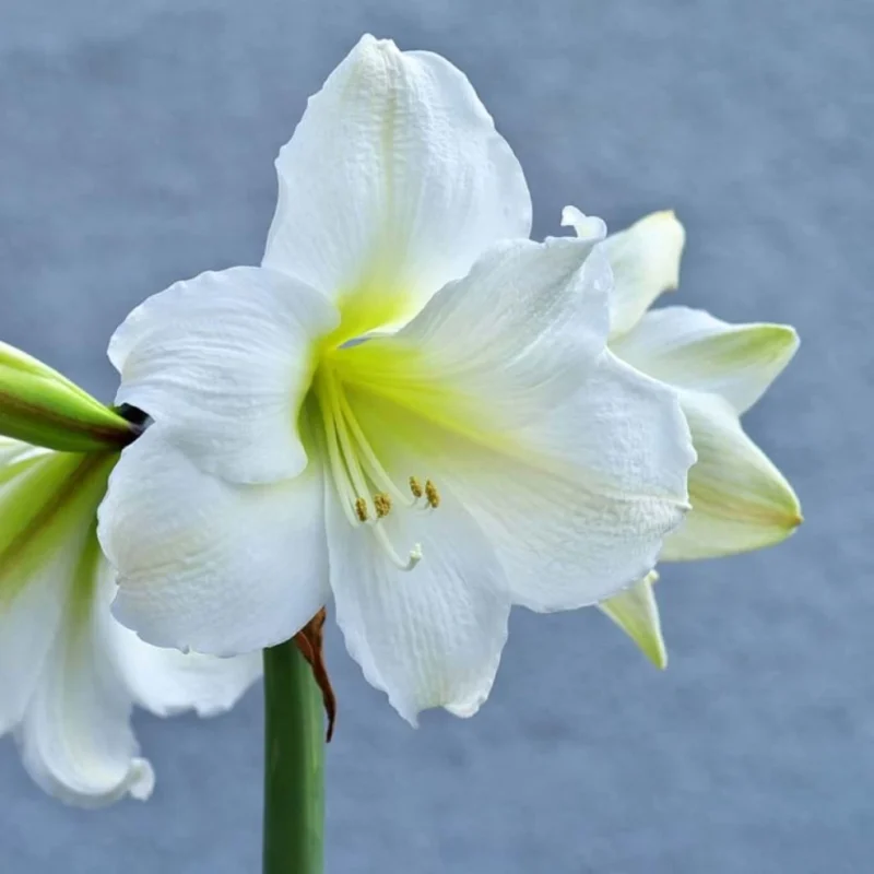 Amaryllis Belladonna Ludwig Dazzler en pleine floraison, gros plan sur hampe florale