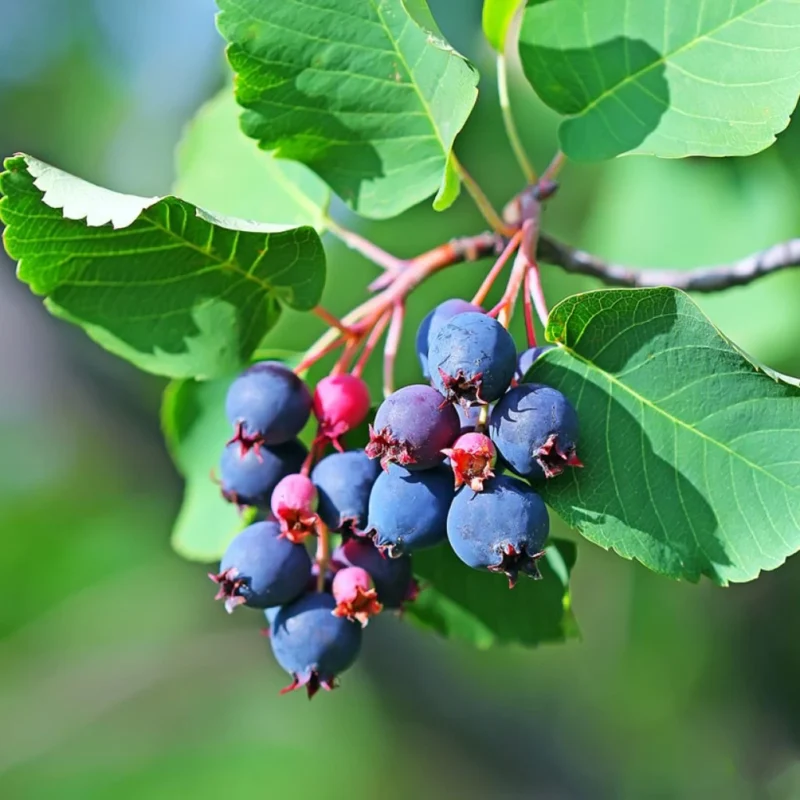 Amelanchier Alnifolia Greatberry