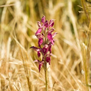 Anacamptis Sancta, Orchis Sacré – Orchidée Vivace