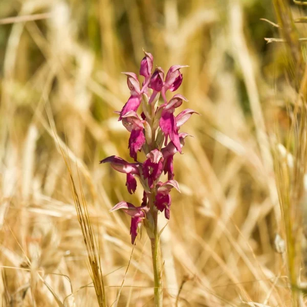 Anacamptis Sancta, Orchis Sacré – Orchidée Vivace