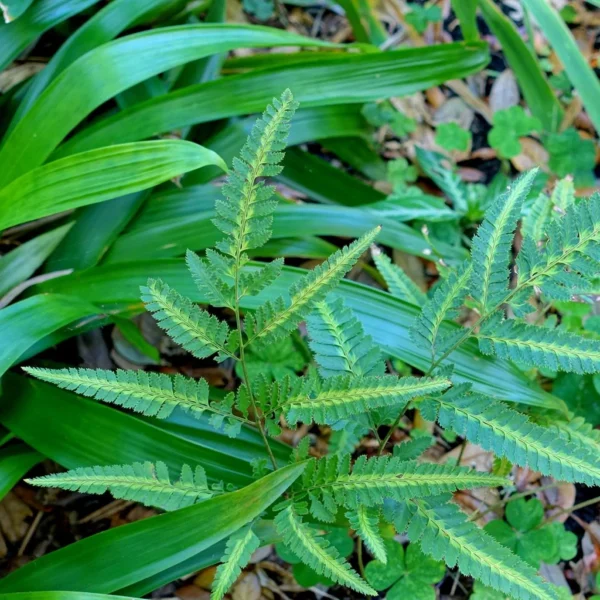 Arachniodes Simplicior – Fougère Persistante