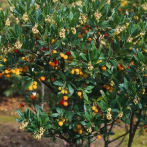 Arbutus Unedo Atlantic – Arbousier