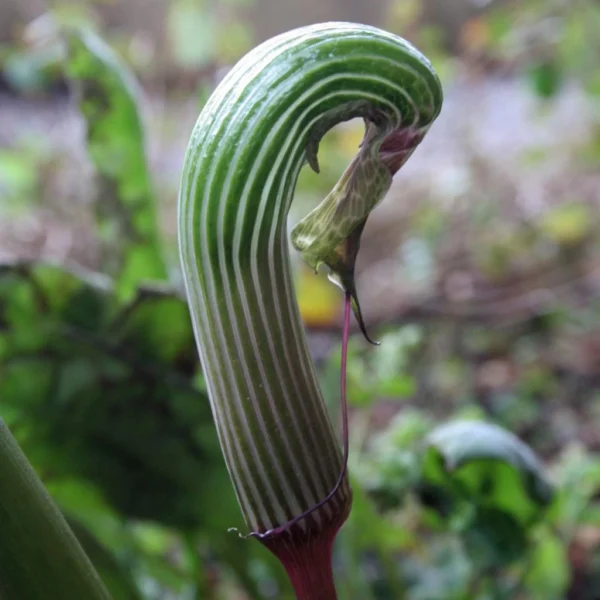 Arisaema Galeatum – Plante Cobra