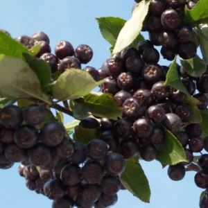 Aronia Prunifolia Nero – Aronie à Gros Fruits.