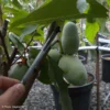 Asimina Prima 1216 – Pawpaw