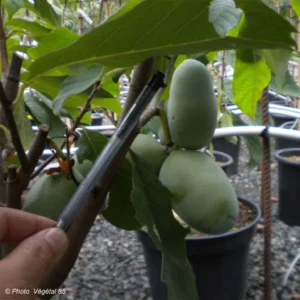 Asimina Prima 1216 – Pawpaw
