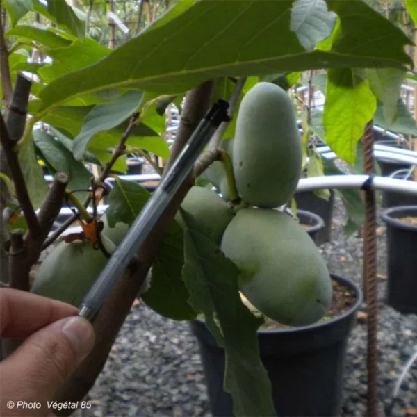 Asimina Prima 1216 – Pawpaw