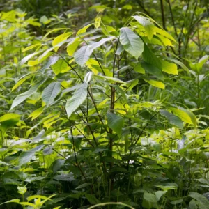 Asimina Triloba – Pawpaw