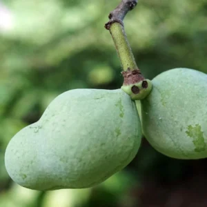 Asiminier, Pawpaw – Asimina Triloba Overleese