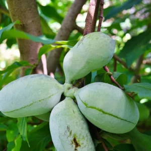 Asimina Triloba Susquehanna Peterson Pawpaws