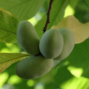 Asimina Triloba Shenandoah – Asiminier, Pawpaw