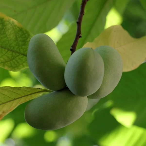 Asimina Triloba Shenandoah – Asiminier, Pawpaw