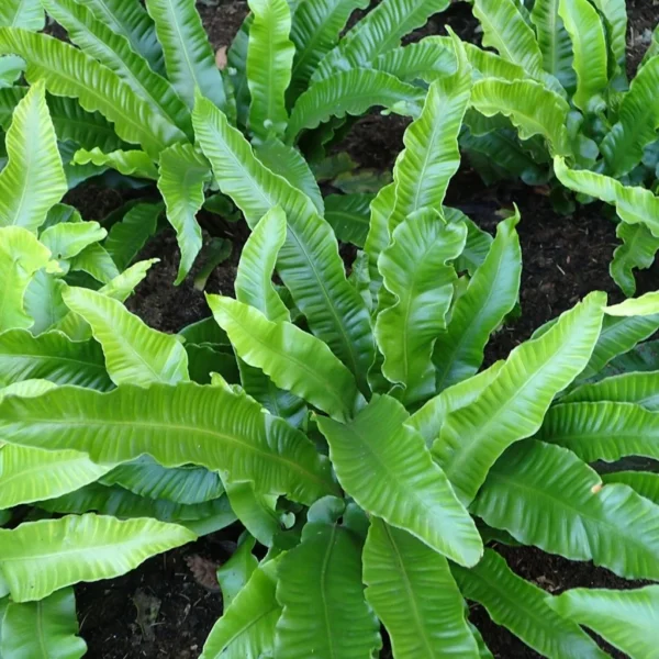 Asplenium Scolopendrium Angustifolia – Fougère Scolopendre